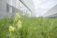 Audi creates near-natural habitat for animals and plants on 17 h