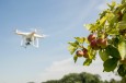 Drones for environmental protection: monitoring of meadow orchar